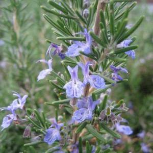 Benefits and Side effects of Rosemary