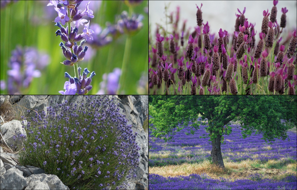 Lavender cultivation